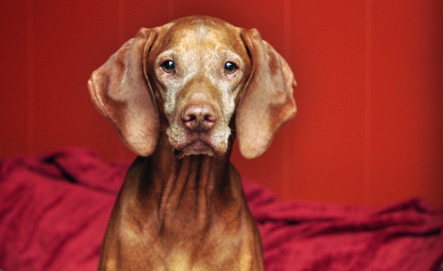 Kosmo, Vizsla pictured here at 9 years old